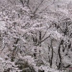 雪　桜