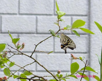 雨の朝のアゲハ蝶