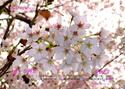2012年04月　桜　