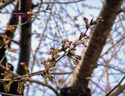 ふくらんできた桜の蕾