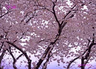 桜七部咲きかな