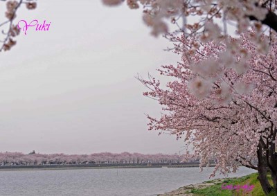 伊佐沼公園の桜並木