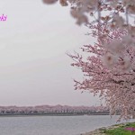 伊佐沼の桜並木