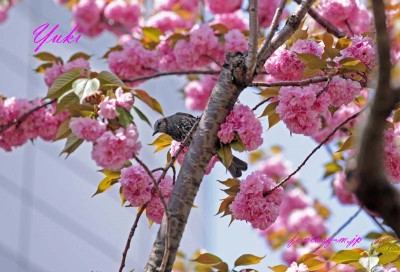 八重桜と鳥