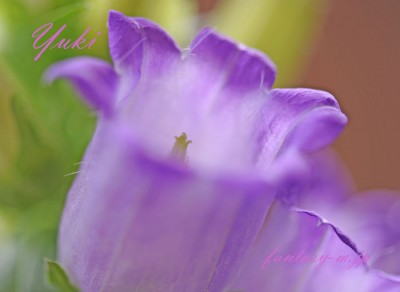 薄紫のカンパニュラ