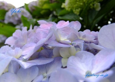 淡いブルーの紫陽花