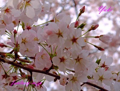 母と見た桜の花
