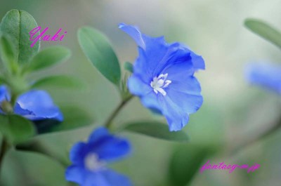 ブルーのお花