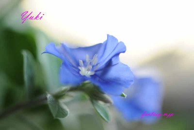大好きなブルーの花