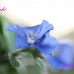 アメリカンブルー似のブルーの花