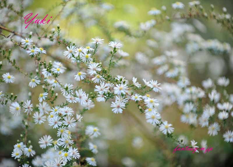 秋の白い花 Fantasy ファンタジー 花と自然の写真を公開しています