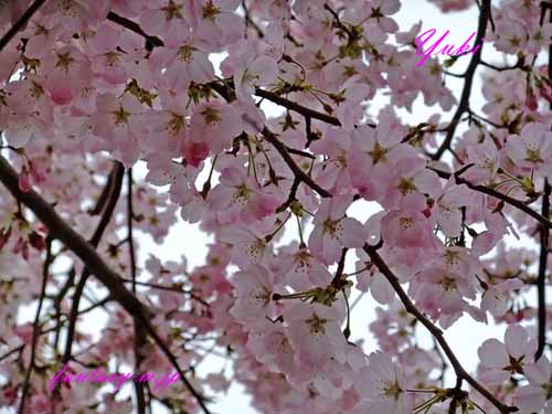 桜の花　2013年3月20日