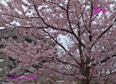 公園の桜　2013年3月20日