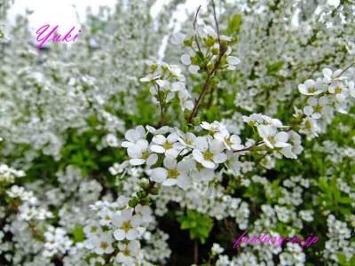 ユキヤナギの白い花　