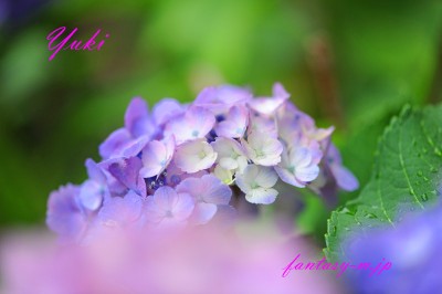 今年の紫陽花　