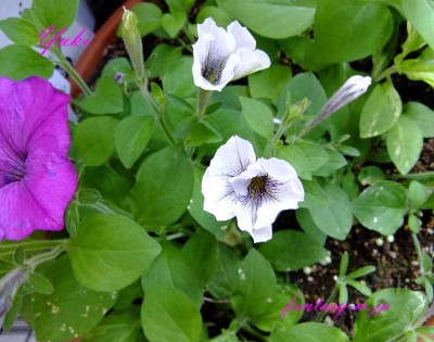 白い花が咲いてきたよ