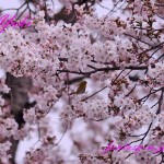桜の花とメジロ