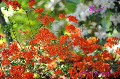 ヤマツツジの花 Fantasy ファンタジー 花と自然の写真を公開しています
