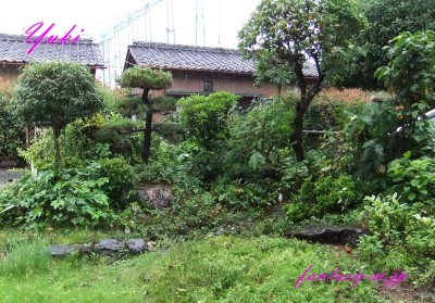 実家のお庭　雨でした