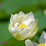 白い蓮の花　