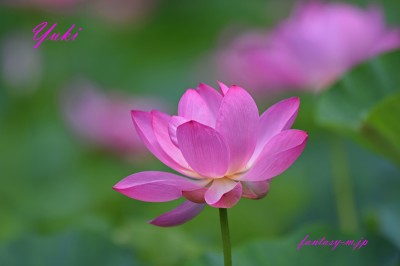 ピンクの蓮の花
