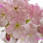 我が家の桜　