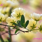 モッコウバラの花