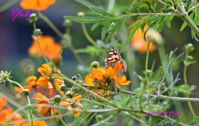 キバナコスモスと蝶々