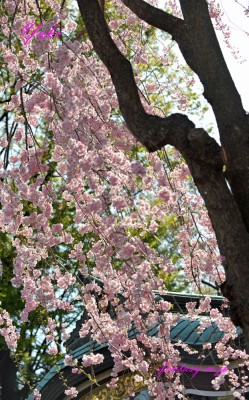 枝垂れ桜　2018年3月
