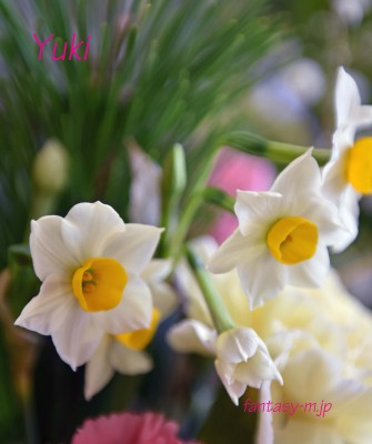 日本水仙の花