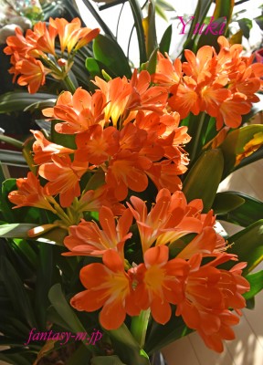 クンシランの花
