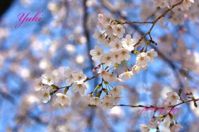 桜の花　2020.03.21