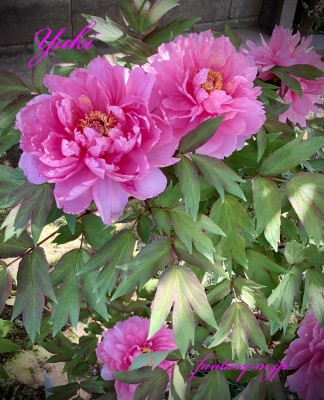 ピンクの牡丹の花