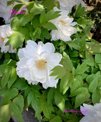 白い牡丹の花
