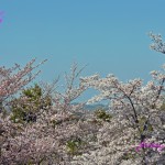 2022年　桜の花