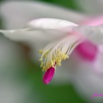 白いシャコハサボテンの花