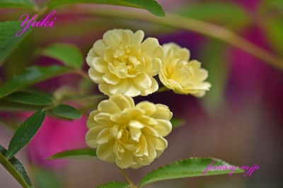 モッコウバラの黄色花