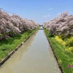 川越の桜　