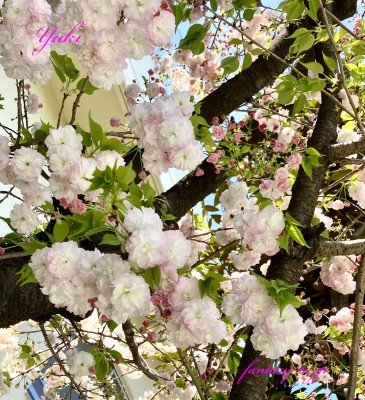 淡いピンクの八重桜