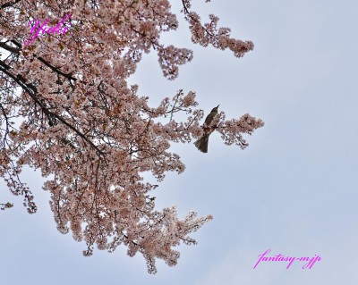 桜の花と鳥