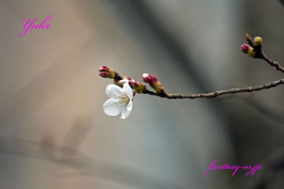 やっと咲いた桜
