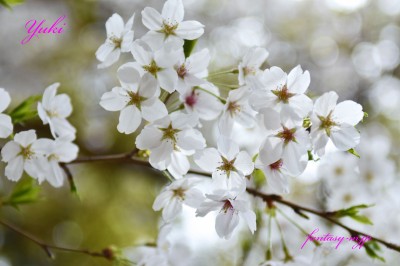 桜の花びら綺麗