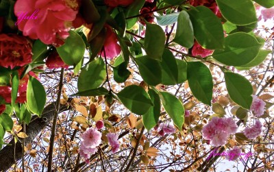 椿と八重桜