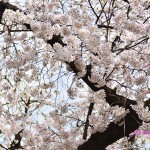 桜の花　満開