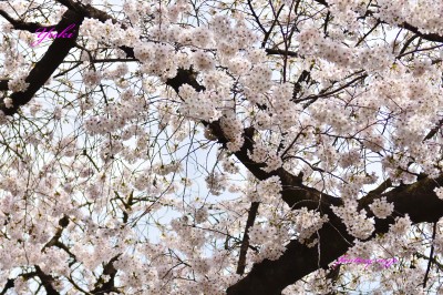 桜の花　満開