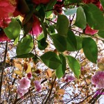 八重桜と椿