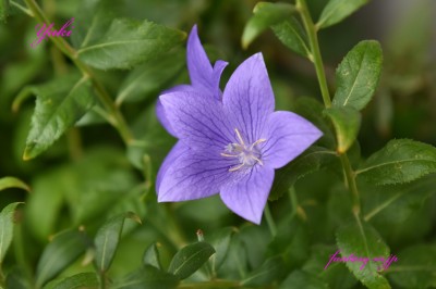 キキョウの花