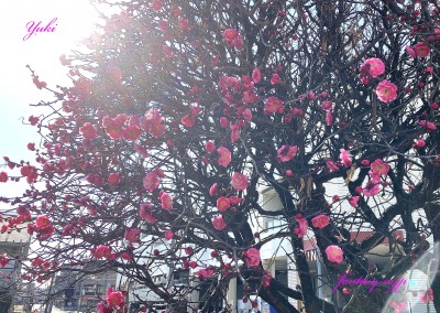 紅梅の花