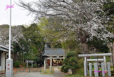 神社に桜