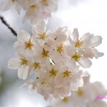 桜の花　